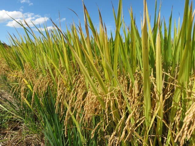 Extremo Oeste recebeu R$ 122 milhões em projetos elaborados pela Epagri em 2025