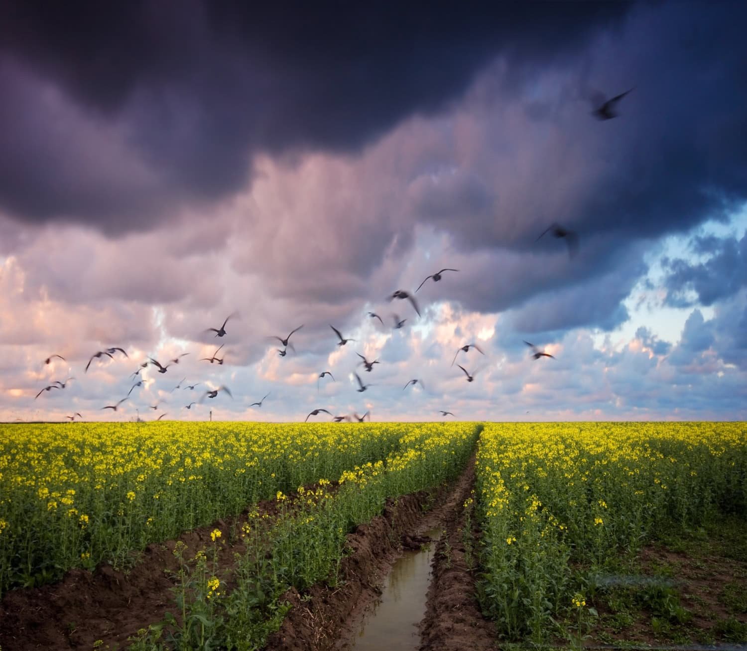 Epagri promove evento em Rio do Sul sobre impactos do El Niño na agricultura e na comunicação