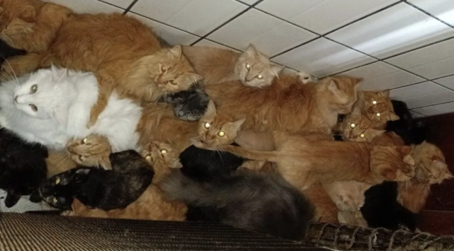 Mulher é indiciada por maus-tratos após manter cerca de 400 gatos em apartamento em Concórdia