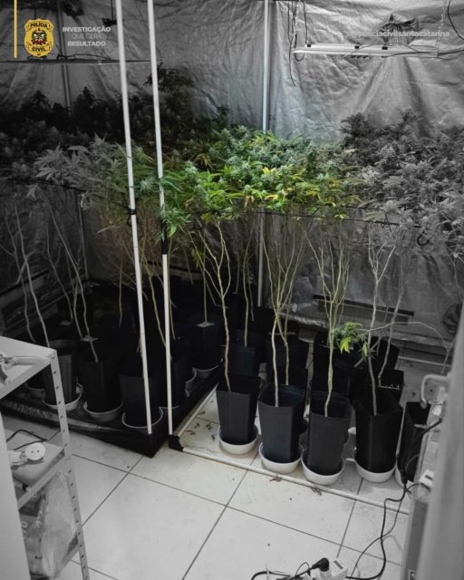 Operação da Polícia Civil prende quatro pessoas e desmonta cultivo de maconha no Oeste de SC