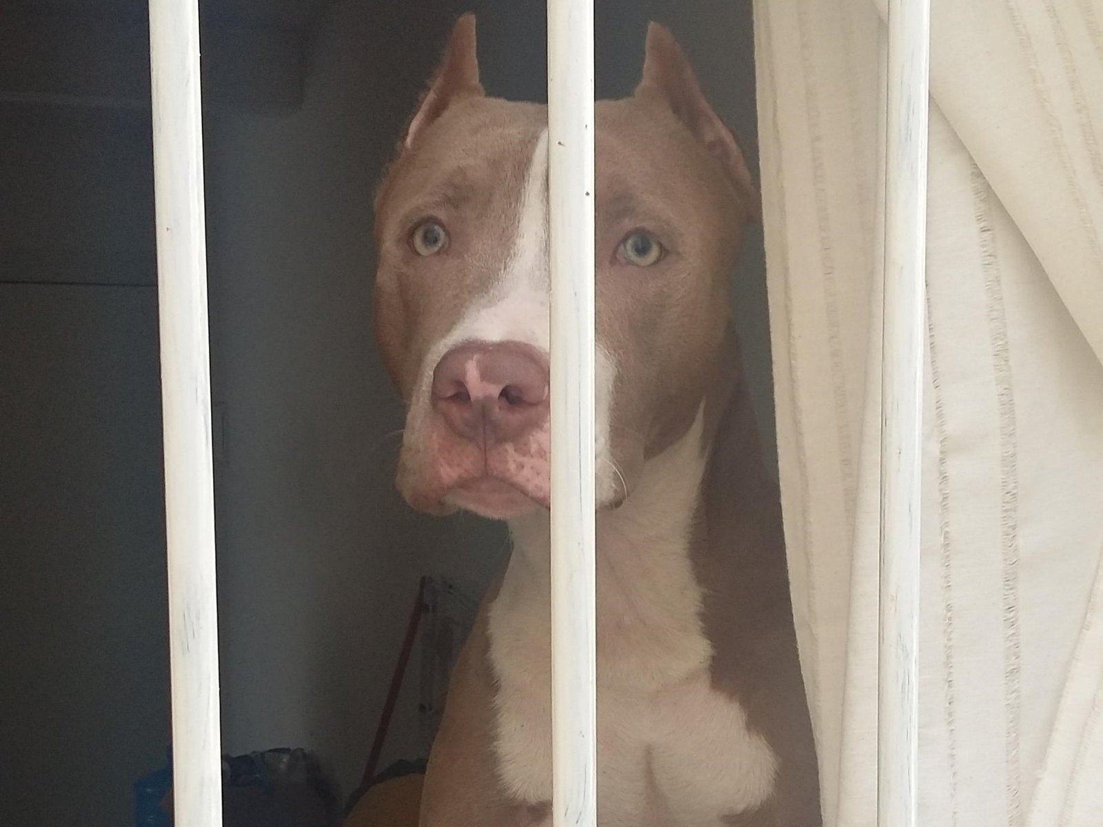 Justiça considera proibição inconstitucional e libera criação e venda de pitbulls em SC