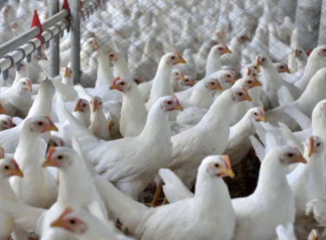 Exportações de carne de frango de Santa Catarina batem recorde histórico em 2026