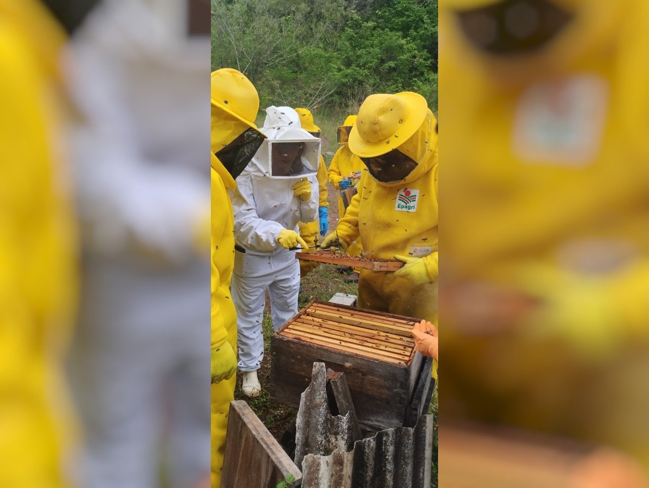 Epagri alerta para o manejo nutricional de abelhas no inverno e anuncia seminário regional