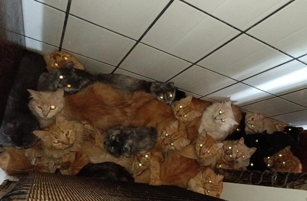 Resgate dos 400 gatos que viviam aglomerados em apartamento de SC pode custar R$ 500 mil, diz prefeitura