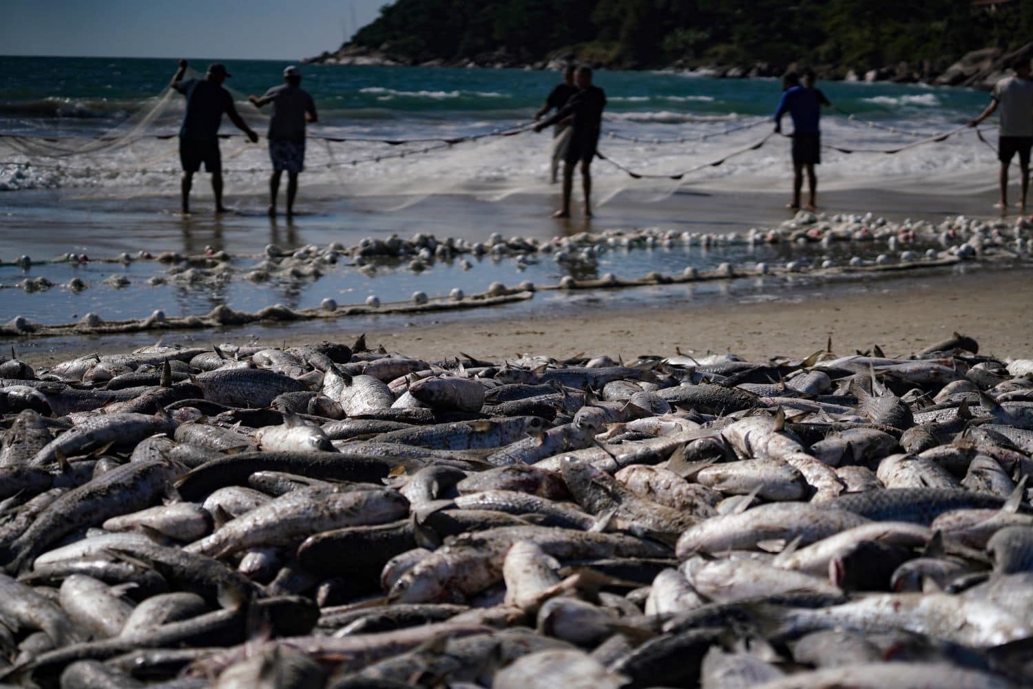 Pesca da tainha vira embate político após suspensão antecipada da safra - Santa Catarina em Pauta
