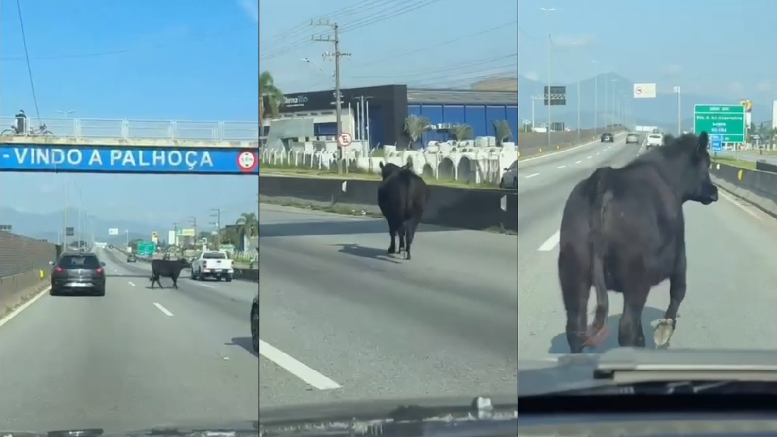 “Vai devagar, Léo!”: motorista vira “boiadeiro” para tirar vaca solta da BR-101 na Grande Florianópolis