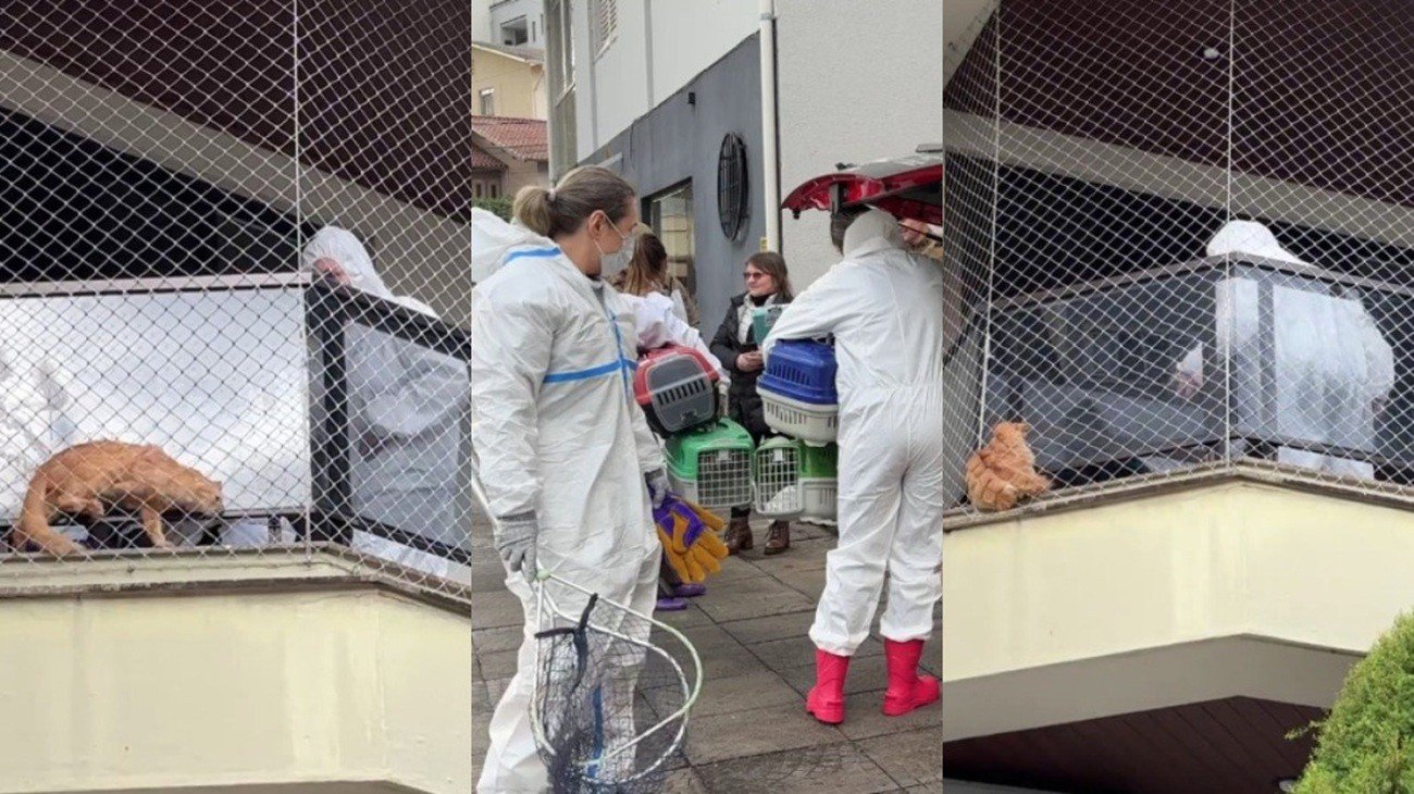 400 gatos em apartamento: começa operação para resgatar animais aglomerados e debilitados em SC