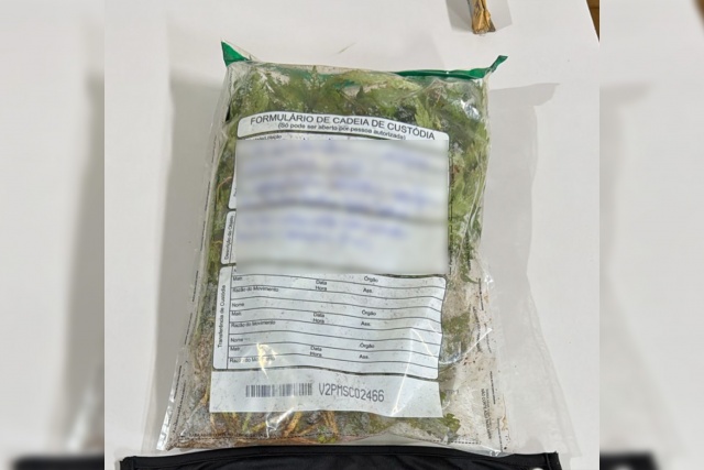 Polícia Militar atende ocorrência de violência doméstica e apreende cerca de 100 pés de maconha em São José do Cedro