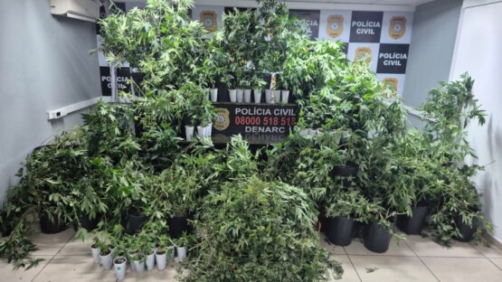 VÍDEO: Polícia Civil descobre plantação com 88 pés de maconha e prende homem