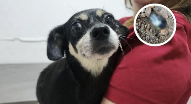 Mulher é denunciada por enterrar cachorra prenhe viva em SC; dois filhotes morreram