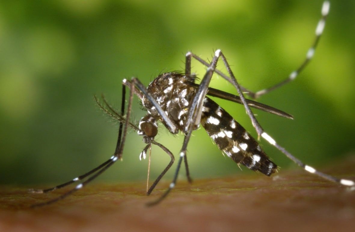 Itajaí reduz em mais de 90% os casos prováveis de dengue no primeiro semestre de 2026