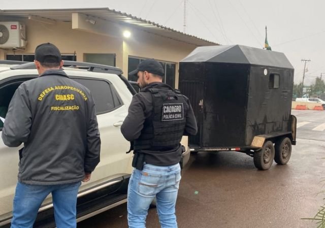 Operação fiscaliza transporte de animais e produtos agropecuários no Oeste de SC e identifica irregularidades