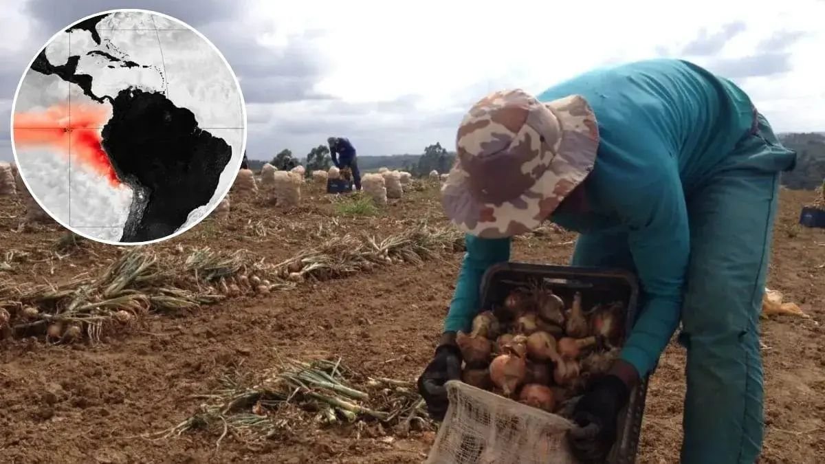 El Niño pode afetar produção agrícola e elevar preço dos alimentos em SC