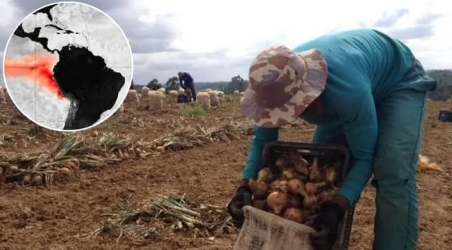 Possível 'super' El Niño acende alerta para agricultura e pode impactar produção em SC