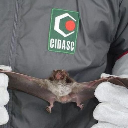 Cidasc confirma caso de raiva bovina no interior de Itapiranga