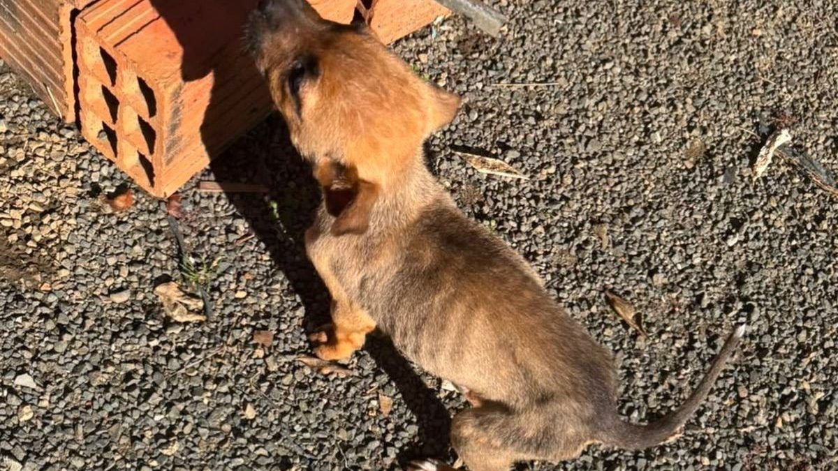 Quatro cidades da Serra catarinense entram em mapeamento de maus-tratos a animais e MPSC cobra ações da região