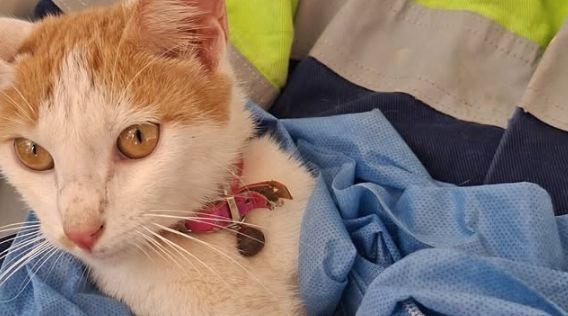 Gata é resgatada com vida após passar 23 dias sob escombros de terremoto na Venezuela