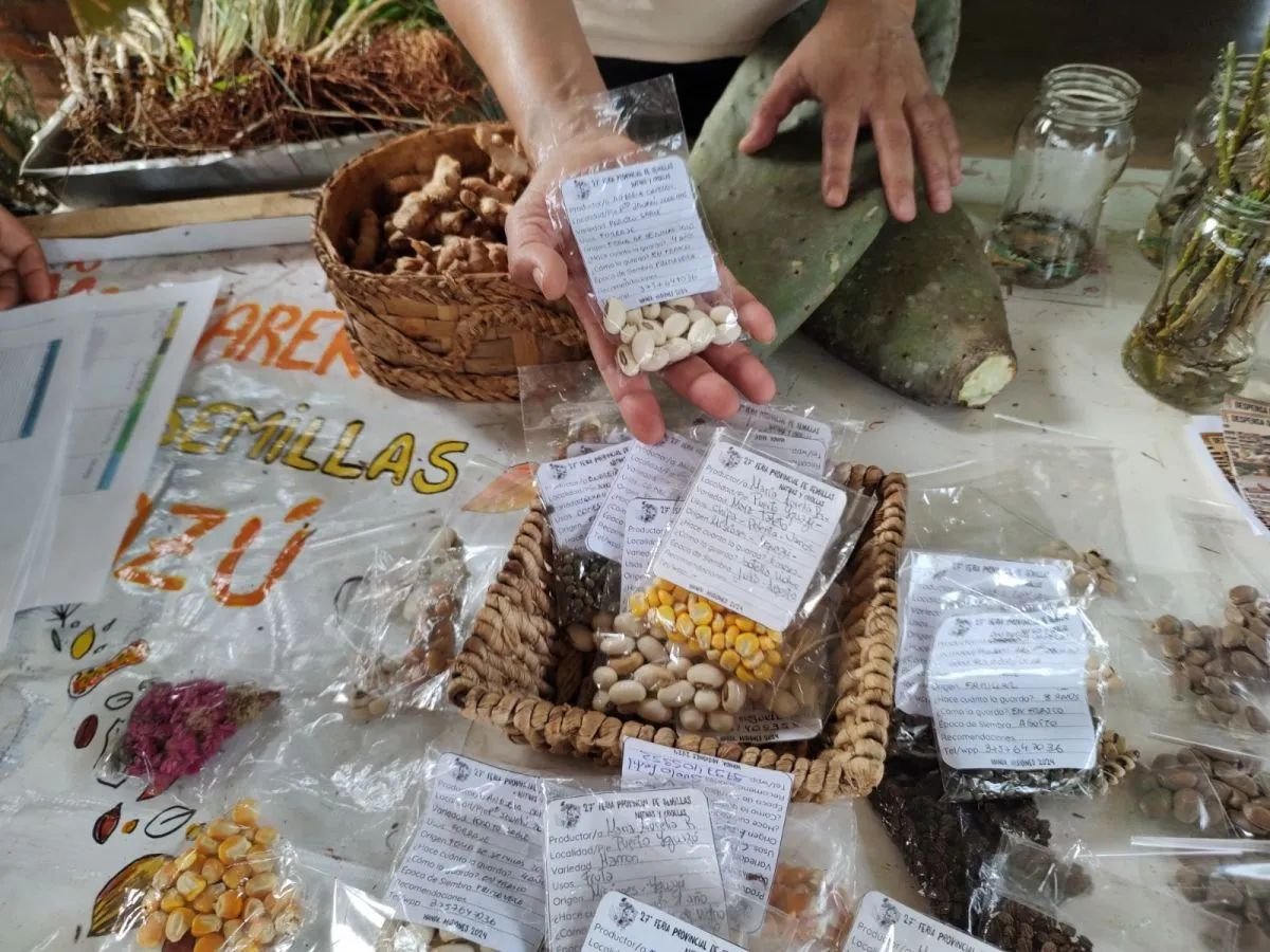 La Feria de las Semillas tendrá un taller sobre elaboración de harina de banana