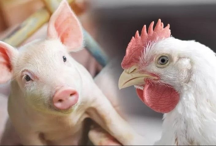 Santa Catarina registra queda no custo de produção de suínos em junho; avicultura tem alta no Paraná