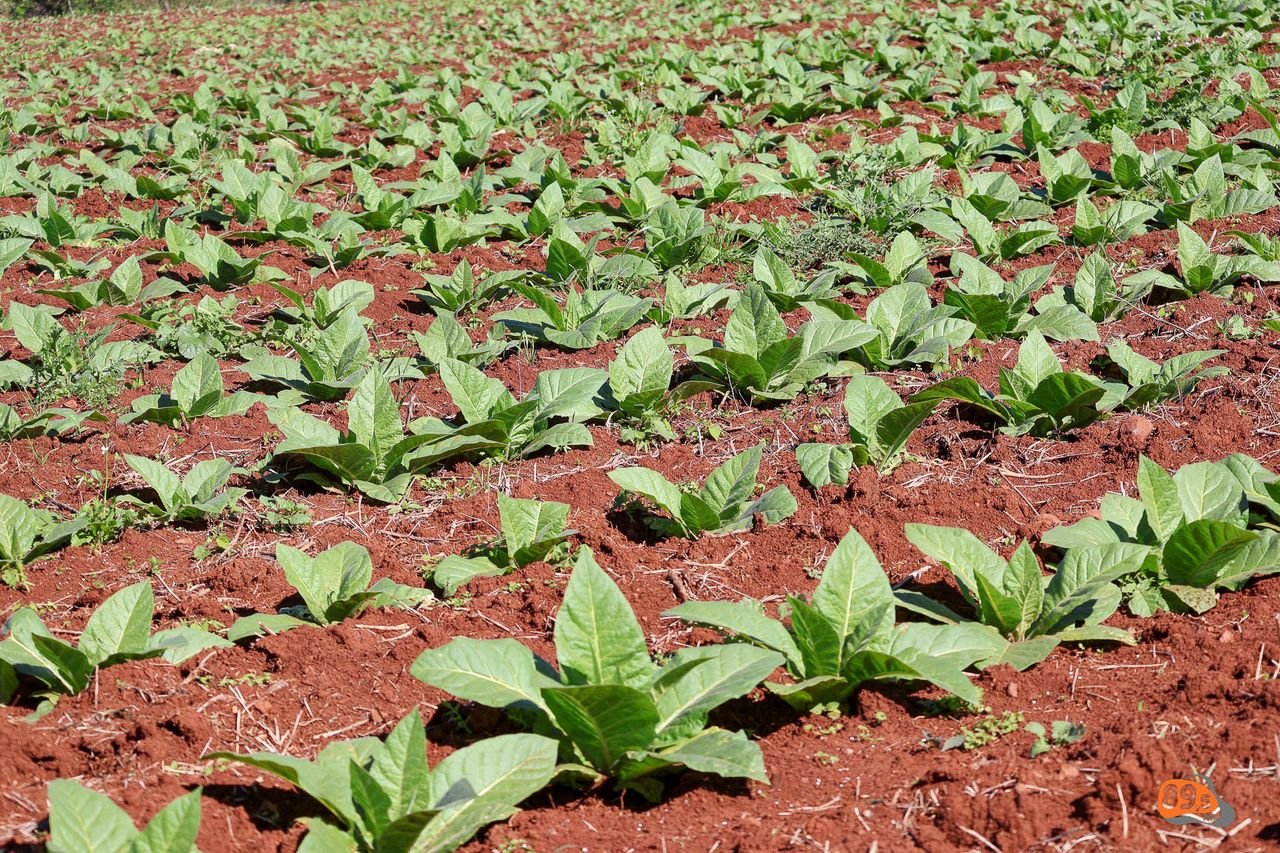 Tarifa dos EUA ameaça exportações de tabaco e acende alerta para produtores