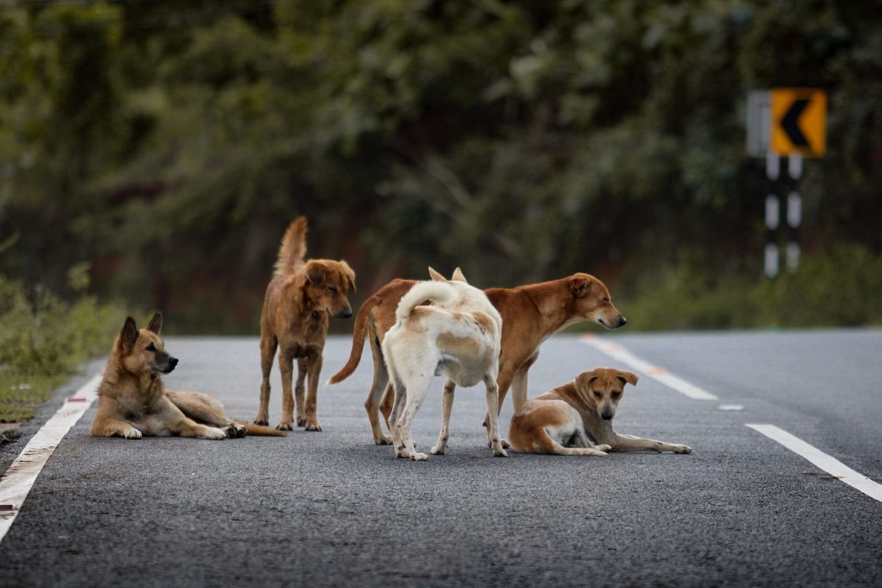 Projeto que responsabiliza cuidadores de cães comunitários divide vereadores em Chapecó