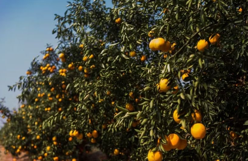 Chuvas e ventos ameaçam safra de laranja no cinturão citrícola paulista