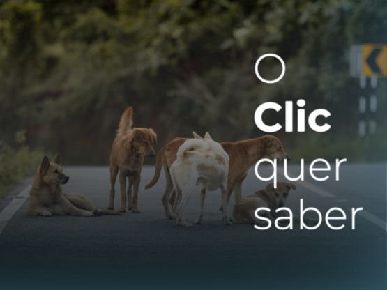 Tutela de cães de rua: 57% apontam abandono como principal causa, diz Clic Quer Saber