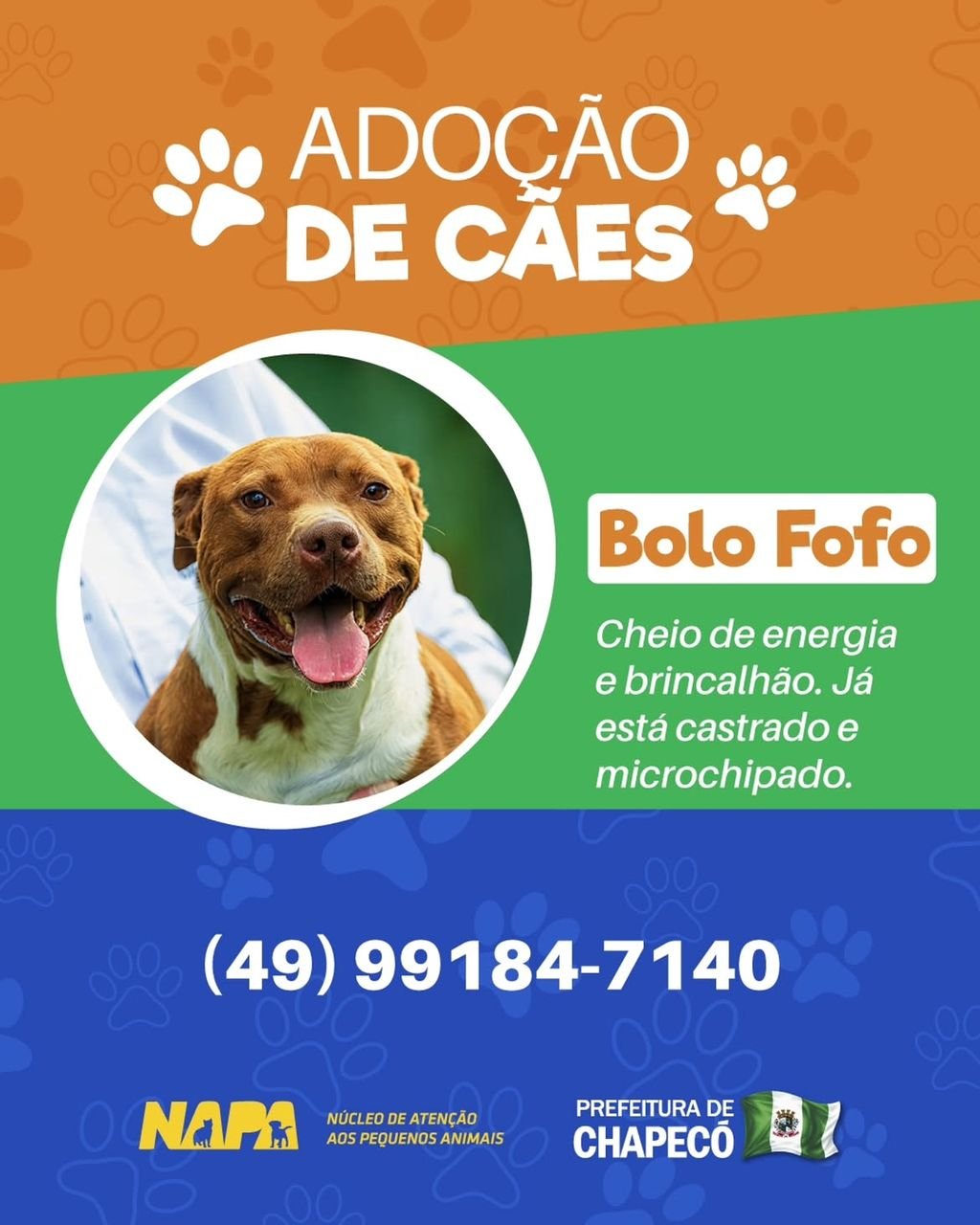 Bolo Fofo, pit bull em busca de adoção em Chapecó