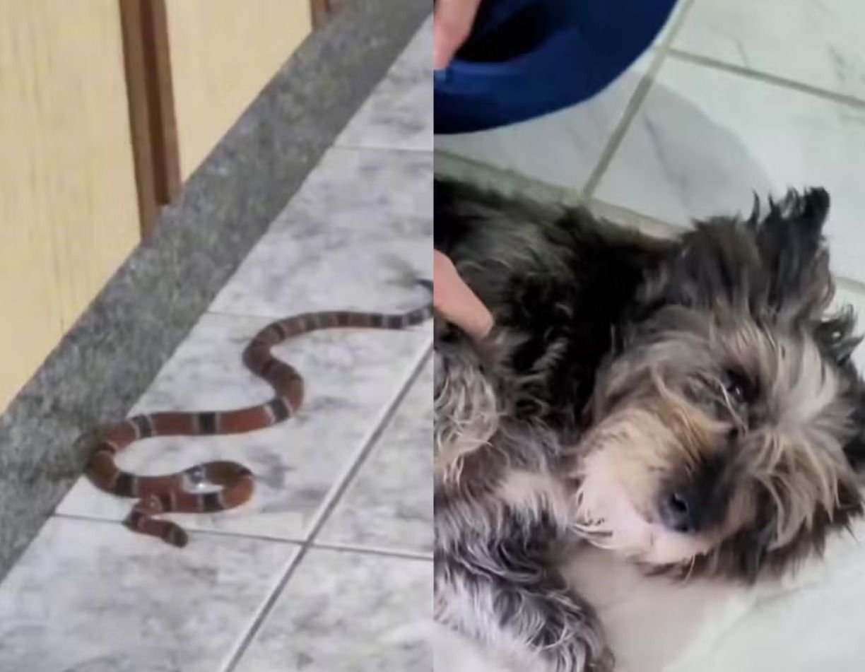 Cachorra alerta família sobre cobra-coral encontrada em Jaraguá do Sul