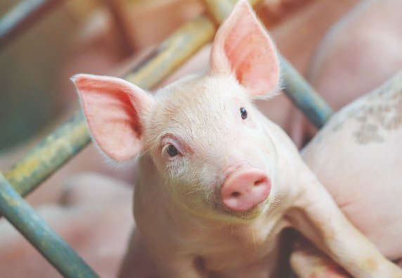 NOVUS leva soluções para saúde intestinal ao SBSS 2026