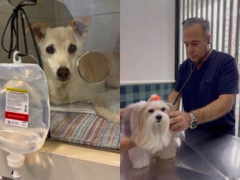 Veterinário de Tijucas e Itapema completa 26 anos de atendimento a pets