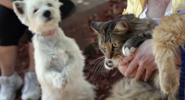 Centro Espírita Seara da Fé realiza campanha em apoio a animais de ONGs em São Miguel do Oeste