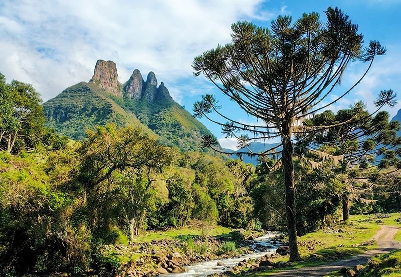 Créditos de biodiversidade emergem como nova classe de ativos no mercado ESG