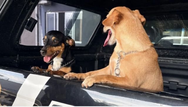 Polícia Civil resgata cães e indicia homem por maus-tratos em Blumenau