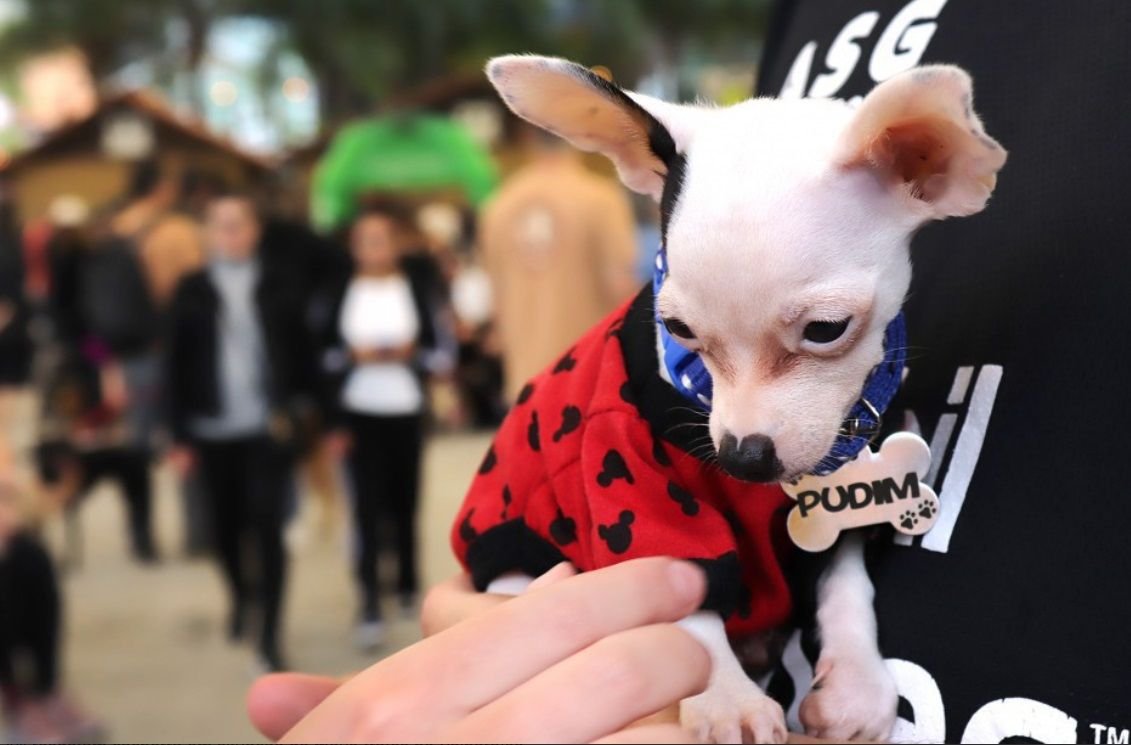 Censo Pet registra mais de 9,4 mil animais cadastrados em Blumenau