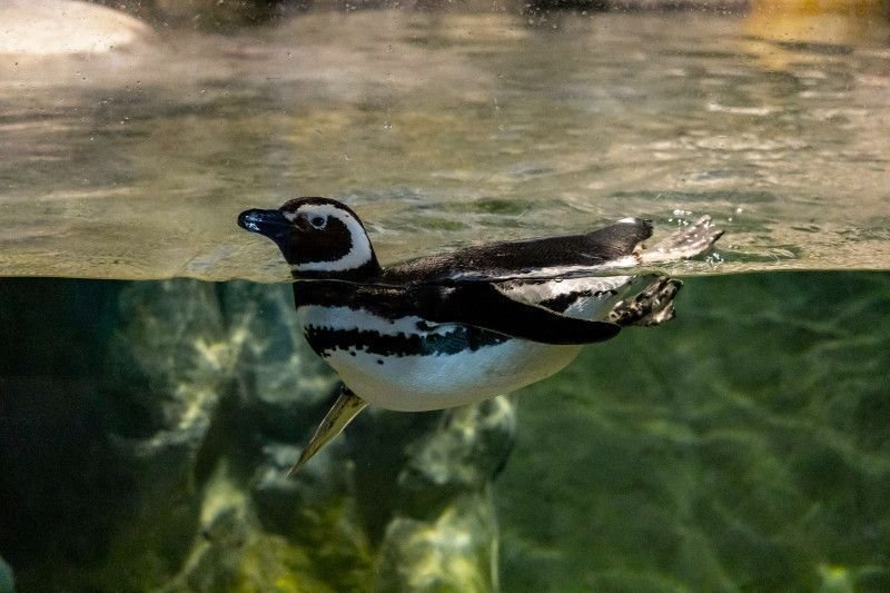 Pinguins e baleias são avistados no litoral de Santa Catarina