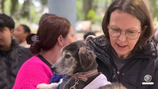 Castracao gratuita de 250 caes e gatos em Sao Miguel do Oeste nesta segunda-feira