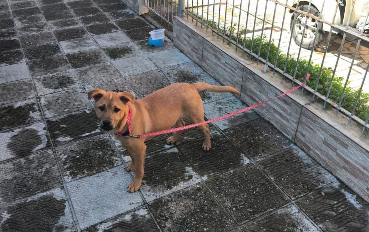 Mulher abandona filhote de cão em Balneário Camboriú