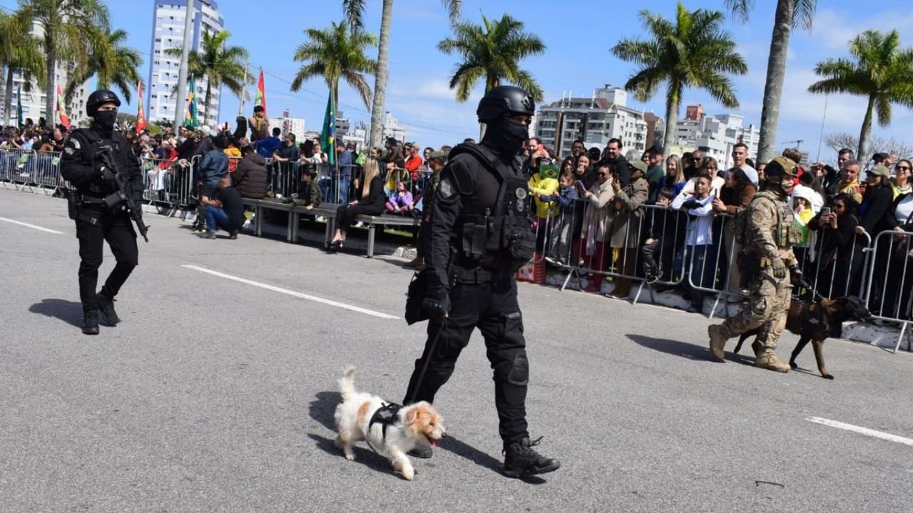 Cloe, cadela da Polícia Penal, se destaca em desfile de 7 de Setembro em Florianópolis