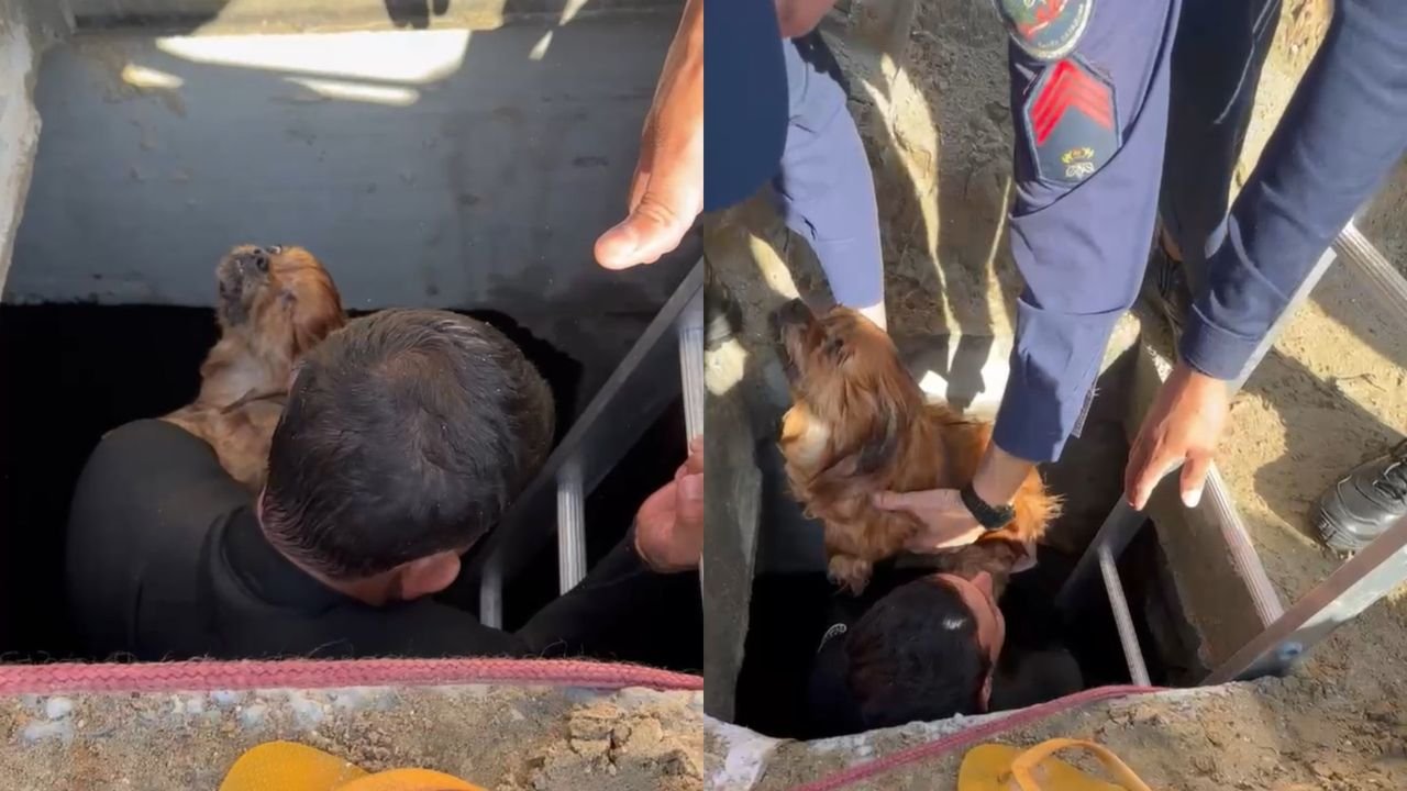 Cachorro morre após cair em galeria de macrodrenagem em Balneário Camboriú