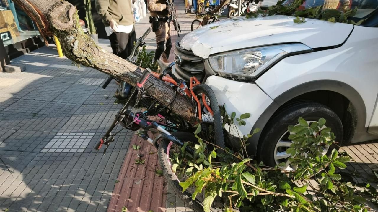 Criança escapa de atropelamento após carro colidir com árvore em SC
