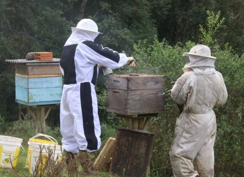 Chuvas e El Niño ameaçam safra de mel em Santa Catarina