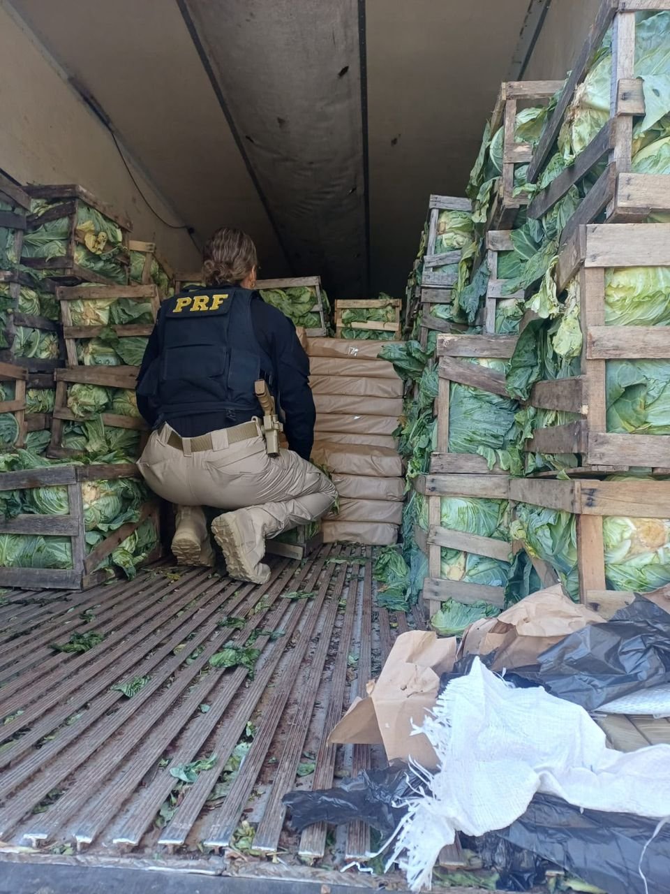 Apreensão de 2,5 toneladas de maconha em carga de repolho na BR-280, SC