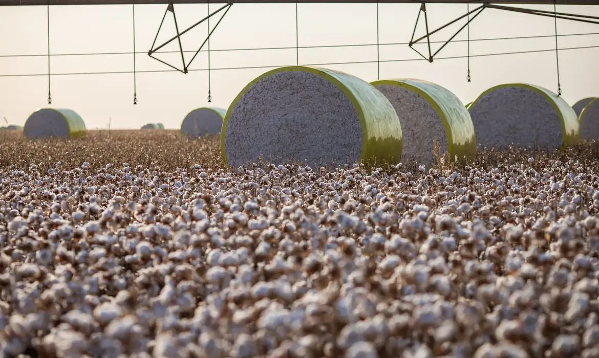 Sorriso perde liderança na produção agrícola do Brasil após criação de Boa Esperança do Norte