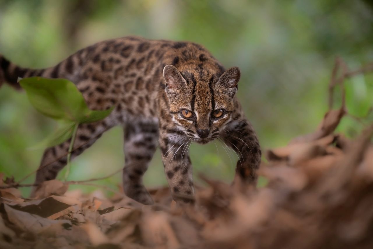 Nova espécie de gato é identificada na Bolívia após mais de um século
