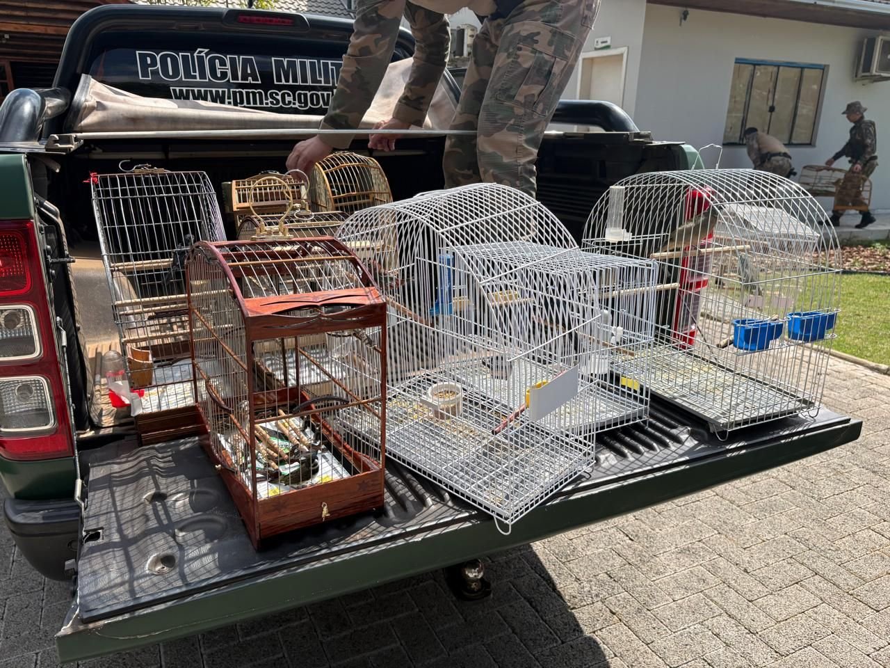 Polícia Militar Ambiental apreende 30 aves silvestres em criatório irregular em Chapecó