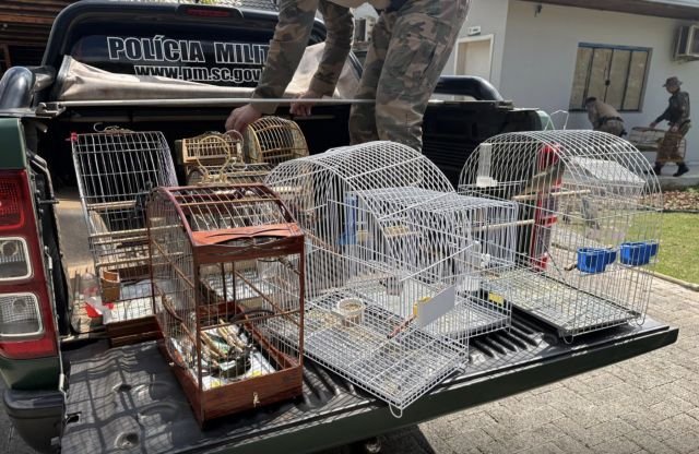 Polícia Ambiental apreende 30 aves mantidas irregularmente em cativeiro em Chapecó