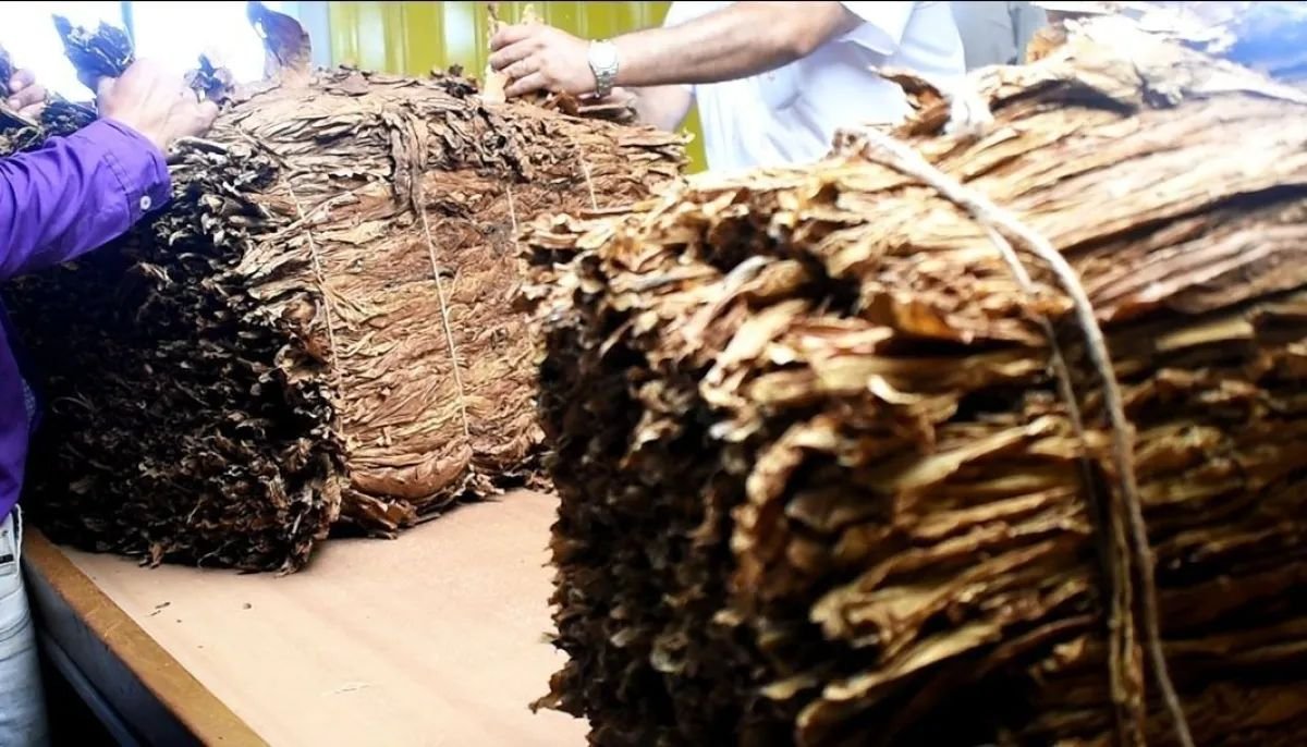 Produtores de tabaco de Misiones exigem R$ 15,4 bilhões para infraestrutura urgente