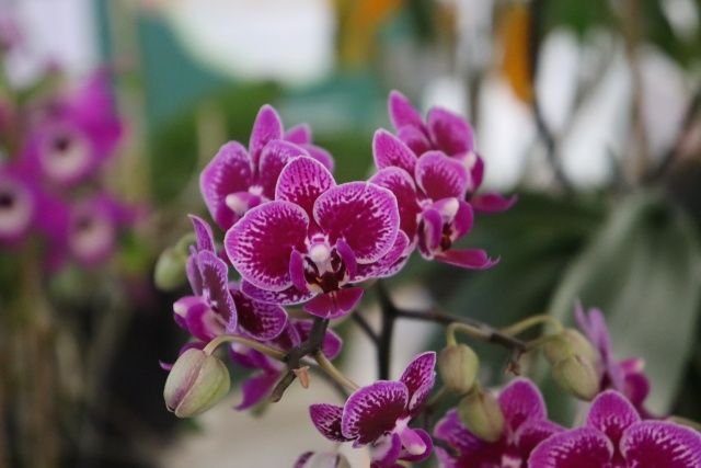 Maravilha recebe 10ª Exposição de Orquídeas e Plantas Ornamentais nos dias 16 a 18 de outubro