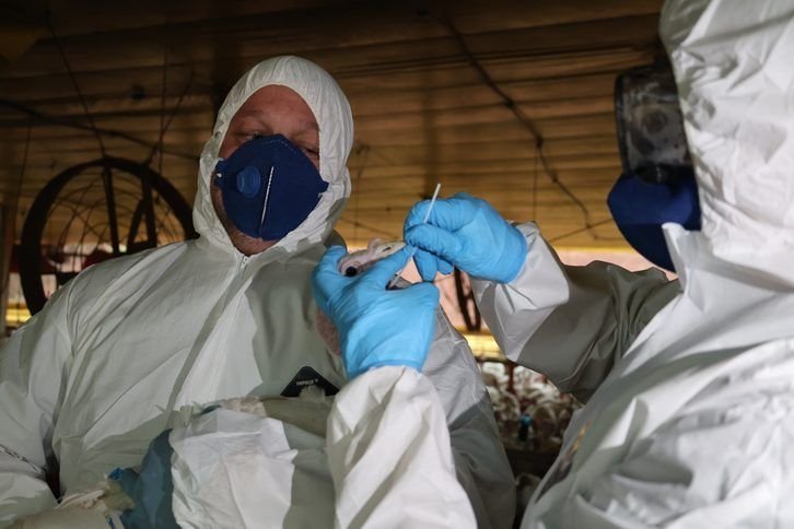 Vigilância sanitária no Oeste de SC inclui 145 propriedades após foco de Newcastle